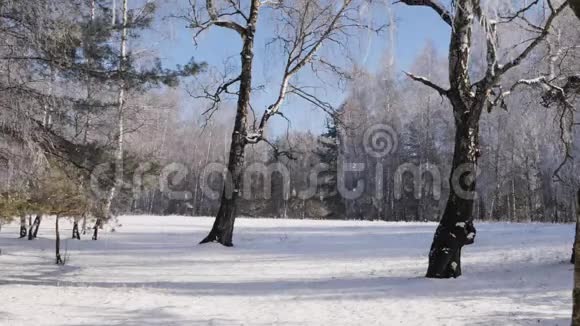 冬季森林中从树枝上落下的海霜视频的预览图