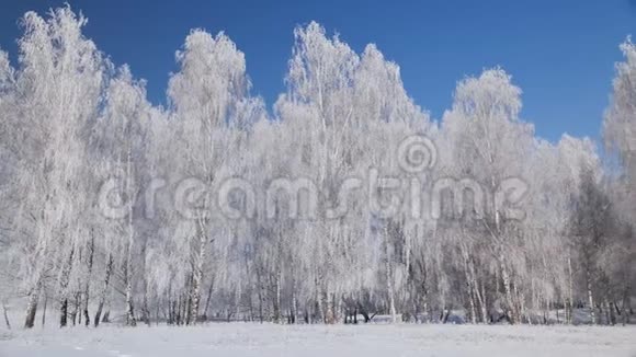 寒冷的冬日里霜冻覆盖着树木视频的预览图
