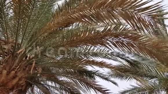 棕榈枝向上拢视频的预览图