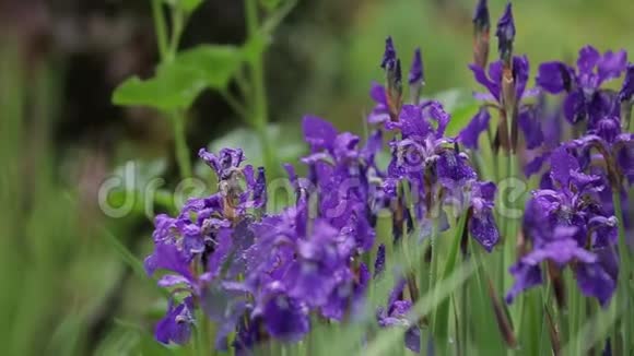 鸢尾花长在高高的草地上从轻微的风中摇摆午后风和日丽的紫罗兰花视频的预览图