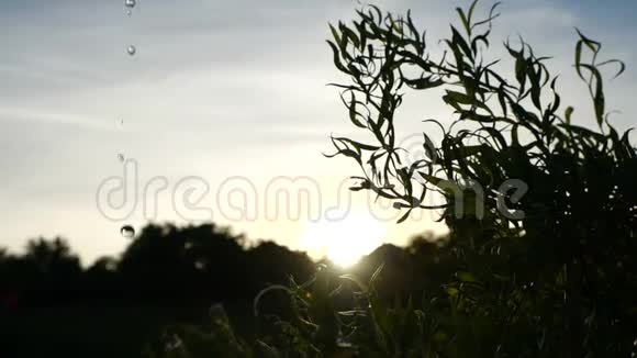 在日落的背景下一株美丽的绿色植物上溢出了水透明的水滴从视频的预览图