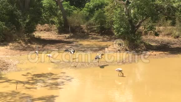 斯里兰卡威尔帕图国家公园湖中的鸟类4k段录像视频的预览图