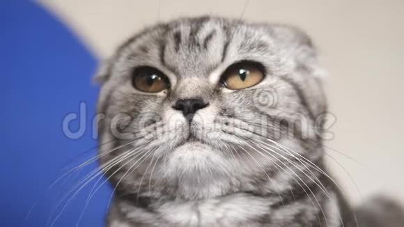 漂亮的塔比猫特写镜头快乐的猫在休息英国苏格兰褶皱猫猫在撒谎宠物在房间里休息视频的预览图