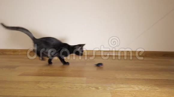 慢镜头拍摄一只黑色小猫捕猎玩具老鼠视频的预览图