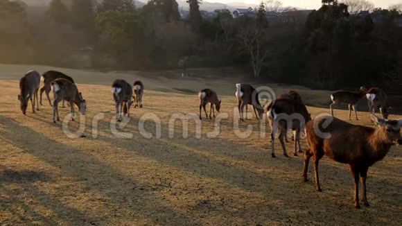 早上在奈良公园的托比希诺鹿视频的预览图