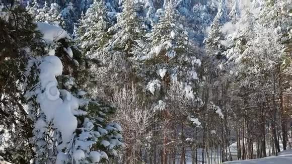 雪下的圣诞树和松树白雪覆盖的针叶林树木和阿尔卑斯山岩石山脉的山峰美丽美丽视频的预览图