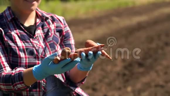 女农拿着刚收获的胡萝卜在田里与工作拖拉机视频的预览图