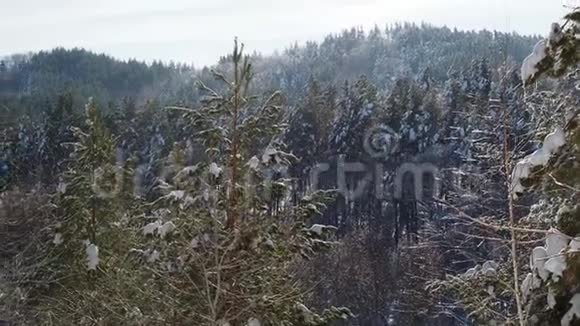 雪下的圣诞树和松树白雪覆盖的针叶林树木和阿尔卑斯山岩石山脉的山峰美丽美丽视频的预览图