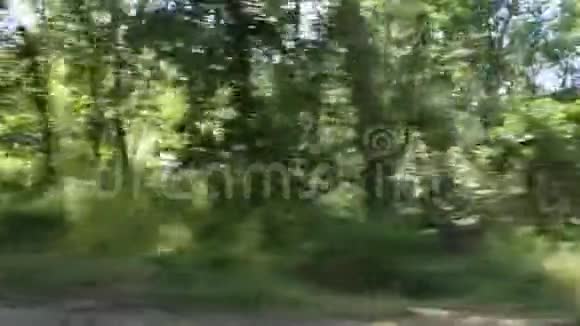穿过森林镜头视频的预览图