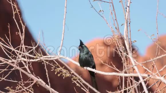 雄性菲诺普拉鸟栖息在树中背景为红色砂岩岩视频的预览图