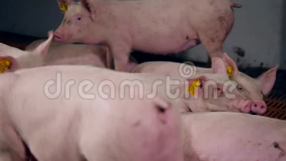 破猪正在养猪场玩耍视频的预览图