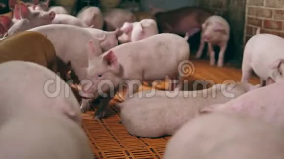 带着许多好玩的小猪的猪圈视频的预览图