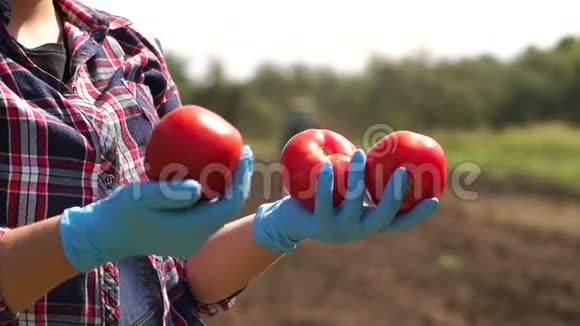 刚收获的西红柿在田里的一个农民手里视频的预览图