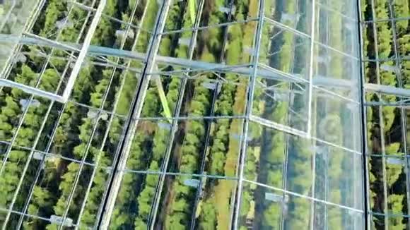 植物透过玻璃般的暖屋屋顶拍摄温室鸟瞰工业温室的壮丽景色视频的预览图