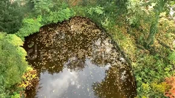 满是黄色叶子的小池塘视频的预览图