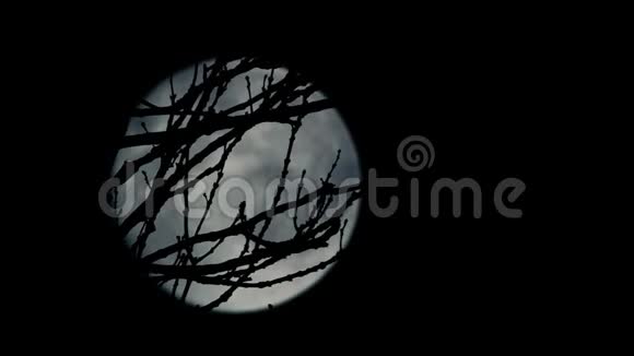树枝后的月亮爱视频的预览图
