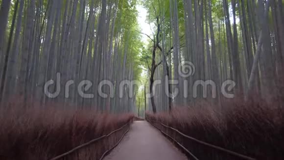 在京都的阿拉山冬天的早晨穿过竹树林小径视频的预览图