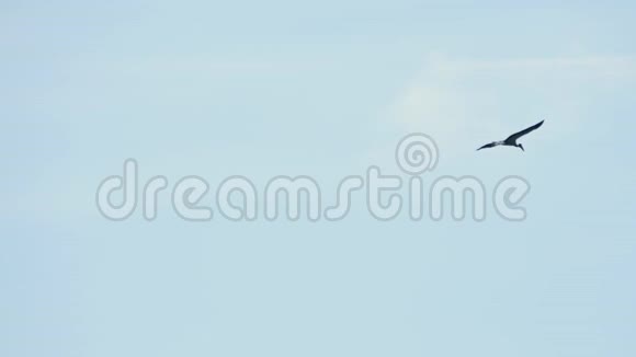 蓝天中的亚洲鹭鸟视频的预览图