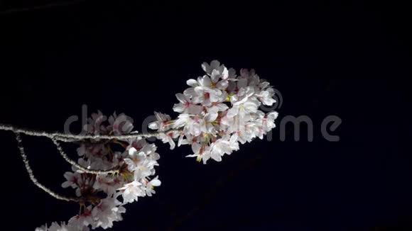 东京黎明时樱花和花蕾视频的预览图