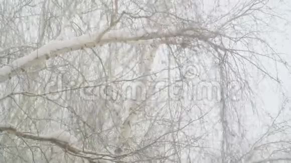 在下雪时泰特坐在桦树枝上视频的预览图