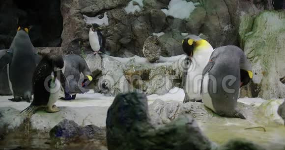 特写企鹅动物园里有趣的男女鸟视频的预览图