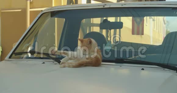 阳光明媚的一天一只野猫在一辆小卡车上梳洗打扮视频的预览图