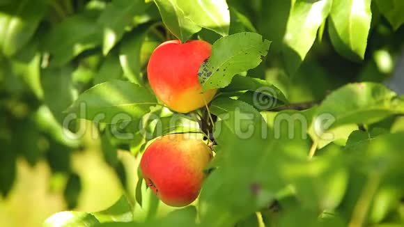 花园树枝上的新鲜红苹果视频的预览图