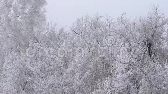 白雪覆盖着白树视频的预览图