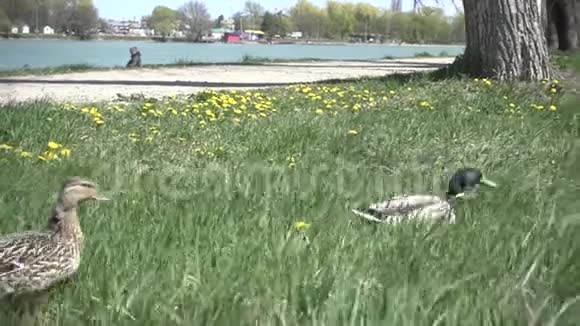 鸭子走在湖边视频的预览图