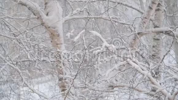 雪落在白雪覆盖的桦树枝上视频的预览图
