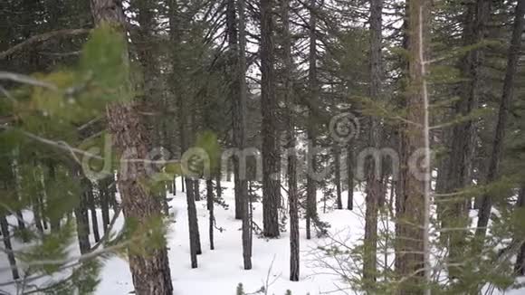 雪林中霜冻的冬季景观松林下的雪视频的预览图