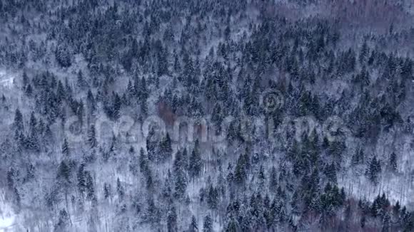 在大雪中飞越冬季森林树冠的空中景色视频的预览图