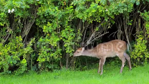 在威克洛县的一个花园里一只正在吃海奇的鹿视频的预览图