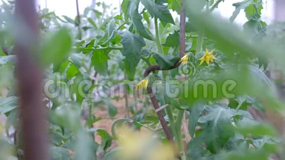 小青番茄和黄花长在番茄植株上特写镜头视频的预览图