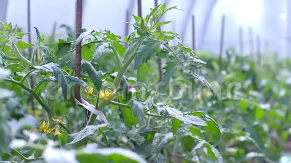 温室中番茄植株上的花农场农业经营和耕作理念视频的预览图