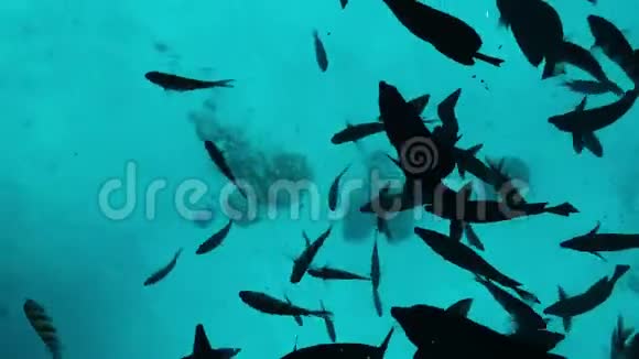 在蓝绿色水中许多黑色和条纹的鱼在沙底和珊瑚礁的背景下游泳视频的预览图