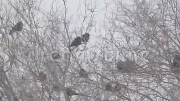 暴风雪中一群黑鸟在一棵无叶的树上视频的预览图