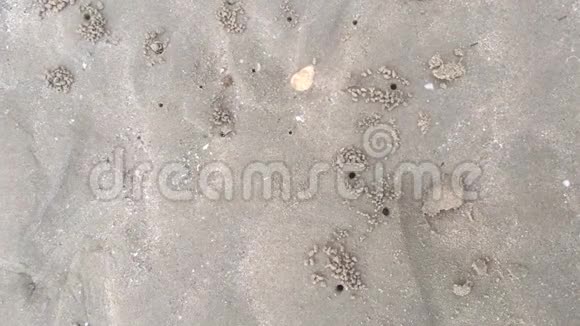 潮山滩海滩挖洞小螃蟹视频的预览图