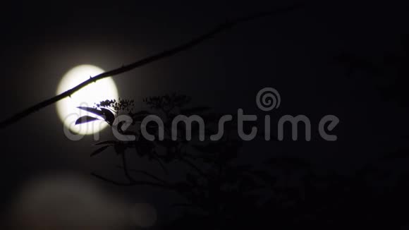 柔和聚焦的月亮的时间流逝视频的预览图