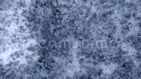 在大雪中飞越冬季森林树冠的空中景色视频的预览图