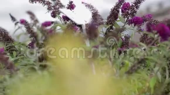 浓密的淡紫色灌木丛随风摇曳视频的预览图