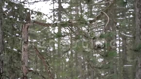 雪林中霜冻的冬季景观松林下的雪视频的预览图