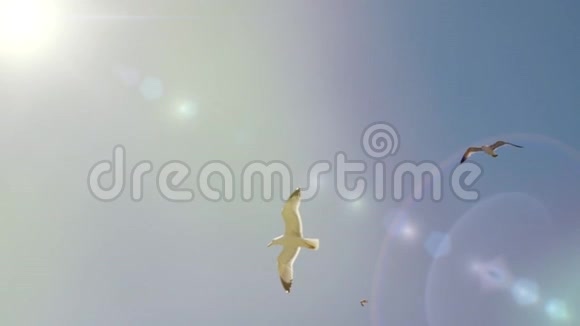 白海鸥在阳光明媚的蓝天里翱翔无云前射美丽的海鸟飞向温暖的地区视频的预览图