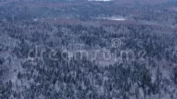 在大雪中飞越冬季森林树冠的空中景色视频的预览图