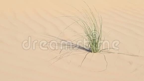 阿联酋沙漠中的绿色植物迎风而动视频的预览图