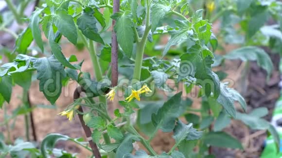 小青番茄和黄花长在番茄植株上特写镜头视频的预览图