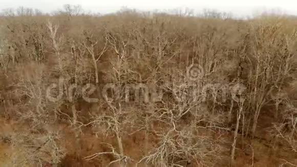 枯枝裸树鸟瞰大自然去冬天视频的预览图