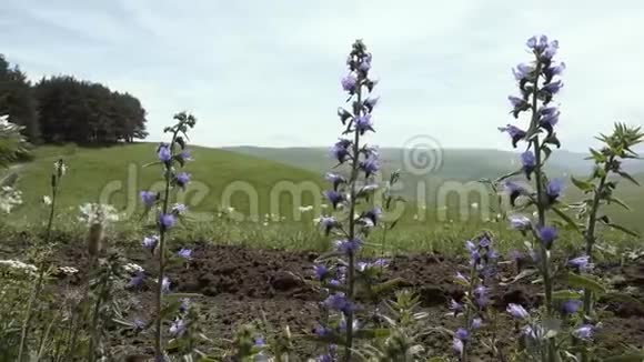 森林边缘的花朵视频的预览图