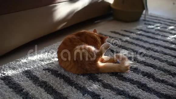 姜猫坐在家里的地板上打扫自己宠物舔和照顾它的头发视频的预览图