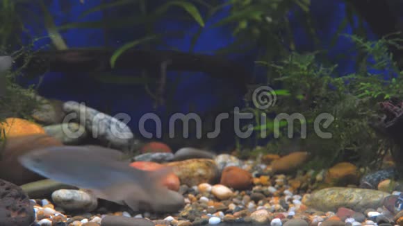 幼鲤鱼和鱼在水族馆里游泳水族馆里的淡水河鱼视频的预览图
